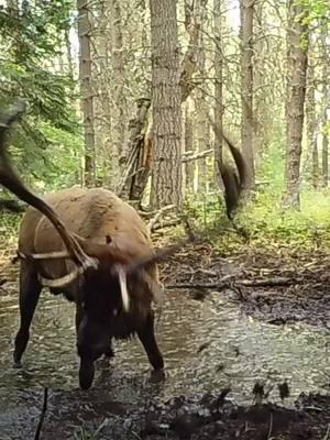 Spa day is not only for the ladies 👊🏼 #spaday #facialtreatment #elkaholic #elkwild #elk #elkaddicts #getoutside #lookprettyplaydrity #fy #wilderness #bullelk #hunt #wildlifeconservation #foryou 