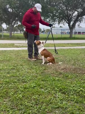 @jeinyvaldivia #valerodogtrainingK9 #DogTraining #traingdog #pitbull 