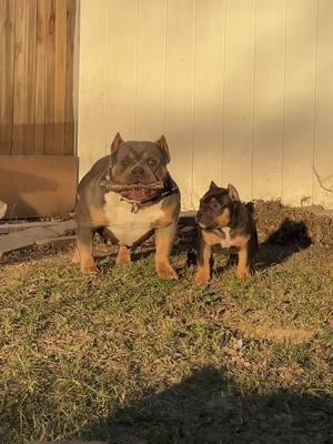 Extreme muscle bulls 😈  #BKK #extremebully #extrememicro #americanbully #bullybreed #puppytok   