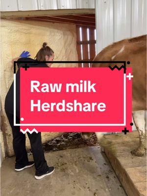 Raw milk herdshares? What are they?#healthyfood #rawmilk #rawmilkdairy #rawmilkrevolution #rawmilkdairy #sahm #milk #herdshare #milkshare #milkshakes #food #foodies #milking #wholefoods 