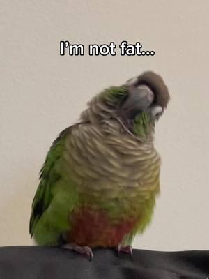 BORB (rip TikTok I gotta insta and yt btw) #cartmansouthpark #conuresoftiktok #parrotsoftiktok #birdsoftiktok #greencheekconure #sillymeme #birdmeme #borb #birb #fypツ 