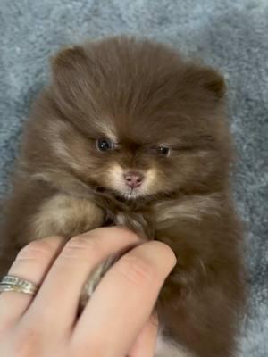 This tiny Teddy bear 🧸 is still looking for his new home 🏠 #pomeranian #dogsoftiktok #pomeranianpuppies #cutepuppies #pomeraniansoftiktok #texastumbleweedpoms #fyp #texas 