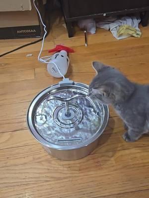 @TailTap #cat #water #waterfountain #petwater #cats #ad #tiktoshop #tiktomakemebuyit #creative #salmar30 #tiktokmademebuyit 