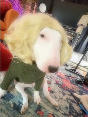 Kissy for you! #funny #memes #dogs #cutedogs #wigs 