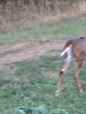 Monster bucks #cedarridgewhitetails #whitetailseason #nature #fyp #safari #deer #monsterbucks #hunting #bigbucksonly #deertiktok #for