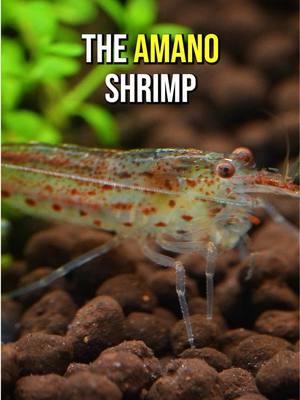 Have you ever kept Amano Shrimp before? We want to hear your experience with them 👇 These little critters are so fun to watch in our tanks and love to munch on the algae 😎 Iwagumi tanks are especially great for them with all the rock surfaces for the shrimp to explore. Just make sure to provide a stable environment to keep them happy and thriving! #amanoshrimp #petshrimp #freshwatershrimp #fishtank #shrimptank