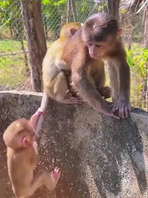 The poor baby monkey #monkey #monkeys #poormonkey #babymonkey #animals #monkeysoftiktok #pet #forest #cutemonkey #monkeylover #monkeyvideo #wildanimals #cute #rescue #usa #🐒 #viral #monkey360 