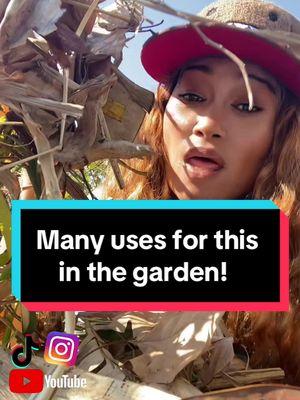 Regenerative Garden made easy…start doing it today! Nothing goes to waste! #dontthrowaway #resources #thriftygardener #thriftygardening #gardeningtips #gardeningadvice #savemony #usewhatyougot #growingtips #planttips #gardenadvice #plantadvice #permaculture #usewhatyougottogetwhatyouwant #foodforest #growyourownfood #growfood #valuableresource #backyardgarden #backyardgardening #fruitgarden #floridagardener #floridagarden #kitchenscraps #growfromscraps #trash 