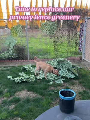 After 2 years. Time to replace our privacy fence greenery. #amazonfinds #backyard #privacyfence #fence #smallbackyard #townhouse #Home #thisisourhome #ouroasis 