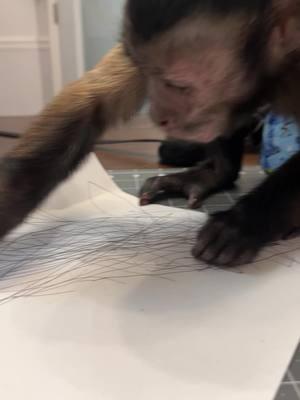 Oliver’s trying to perfect his John Hancock✍️ #oliverlincoln #drawing #artwork #capuchin #monkey #monkeysoftiktok 