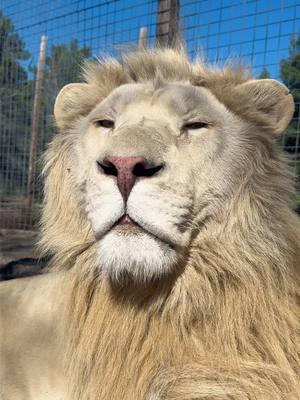 King Timba boops! 🦁 #NOTpets #lion #lions #whitelion #bigcat #bigcats #cat #cats #animal #animals #Love #fl #florida #fyp 