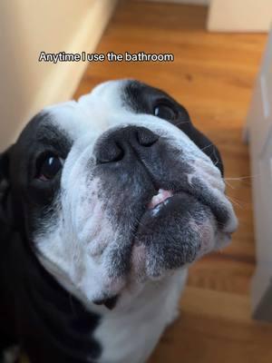 Every single time… #bathroombreak #dogsoftiktok #dog #bulldog #bulldogsoftiktok #bulldoglife #bullybreeds #bullypuppy #pocketbully 