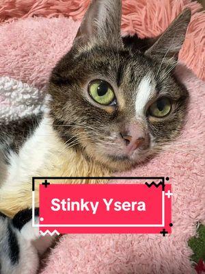 Good evening stinky Ysera #ysera #yseratok #kitten #cute #specialcat #catsoftiktok #kitty #goodmorningysera #catsofinstagram #catsoffacebook #ndd #neurodegenerativedisease #yserasarmy 