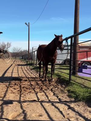 #challengeperformancehorses #godfirst #win #caballos #gentedeacaballo🐴🐎 #vaquero #vaquera #charro #escaramuza #barriles #wthp 