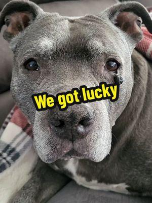 #dogsoftiktok #dogs   #dogtok  #seniorpup  #dogtoker  #friends  #nala #cute   #dogvideo #pitbull   #bullybreed  #pitbullsoftiktok  #furbaby #sosweet  #furbabylove #dogmom @jamesjobe35   dog video if you are a dog lover dogs that sleep my soul dog poem Dog Talking Dog TikTok Trends funny dog videos