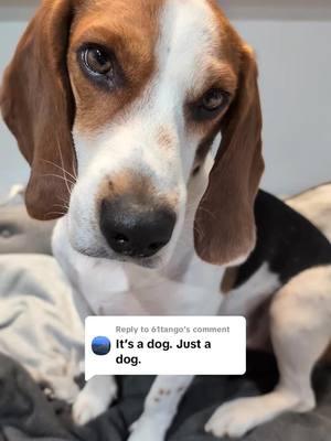 Replying to @61tango"Just a dog" people are not my people. 🐶🐶🐶 #dogsoftiktok #dogtok #beaglesoftiktok #beagles 