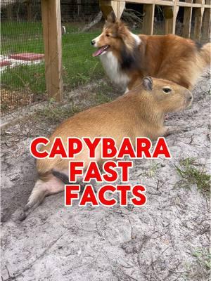 What’s your favorite fact about capybaras? 💜 #capybara #capybarasofinstagram #capybaras #funnyanimals #cuteanimals #capybaralove #capybaramemes #animals #animalsoftiktok #animallovers #learnsomething #animalfacts #funfacts #capybaratiktok 