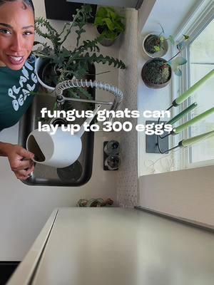 you’re breeding fungus gnats 🫢 #PlantTok #plantsoftiktok #houseplants #fungusgnats #gnats #pestcontrol #plantpests #houseplants #houseplantpests #indoorplants #plants   