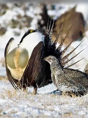 A bird with F-cup size, on the stage of love, performing the most primal seduction. The  Greater Sage-Grouse (Centrocercus urophasianus) is best known for the spectacular courtship displays of the males: Large numbers (up to 70 or more) will gather in spring on traditional dancing grounds and strut with their chests puffed out and spiky tails spread, hoping to attract females. The  Greater Sage-Grouse is the largest grouse in North America. Its range is sagebrush country in the western United States and southern Alberta and Saskatchewan, Canada. It was known as simply the sage grouse until the Gunnison sage-grouse was recognized as a separate species in 2000. The Mono Basin population of sage grouse may also be distinct. #greatersagegrouse #DidYouKnow #birds #beautifulbird 