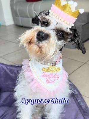 Mi Mamá todos los Días 🥹🐶✨ #schnauzersoftiktok #dogsoftiktok #schnauzer #blackyta4ever #perros #perritos 