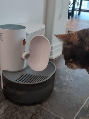 Say goodbye to dirty pet water and expensive filters! 🐾 This smart, wireless pet water fountain keeps your furry friends hydrated with fresh, clean water all day. 💧 With a unique clean/wastewater separation design, 180-day battery life, and easy-to-clean snap-on assembly, it’s the ultimate hydration solution. 🐕🐈 Perfect for multi-cat households or small dogs! #PetHydration #SmartPetFountain #FilterFree #tiktokshopcreatorfinds#PetCareMadeEasy #CatLovers #DogLovers #PetEssentials #FreshWaterForPets #PetParents #HappyPets"