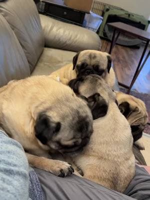 Pugs are the best ♥️ #pug #pugsoftiktok  #puglove #puglife #pugpuppy #pugs #puppies #pugsandkisses #dixiepugs #fyp #puppy #puppylove #puppiesoftiktok #puppytiktok 