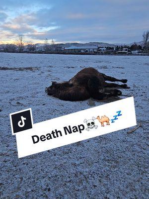 Grover, Death Nap. 🐫💀☠️💤💤 #k9cowgirl #Grover #Bactriancamel #camel #caninecattleandcamelranch #HeatherBeck 