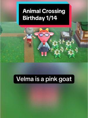 In Animal Crossing on January 14th, it’s Velma’s birthday! Happy birthday Velma! #animalcrossing #animalcrossingnewhorizons #animalcrossingswitch #switch #nintendo #nintendoswitch #switch2 #animalcrossingbirthday #January14th #January14 #Velma #animalcrossingVelma #Velmaanimalcrossing #acVelma #Velmaac #funfacts #DidYouKnow #animalfunfacts #goat #goats #cute #cuteanimals #gaming #GamingOnTikTok #gamingonyoutube #birthday #happybirthday #cozygames #cozygaming #cozygamer