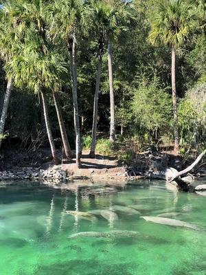 549 🥔🩵 sweet babies #floridalife #florida #nature #floridasprings #adventure #paddleboard #Hiking #jeeplife #manatee #floridacheck #floridafishing #bluespring 