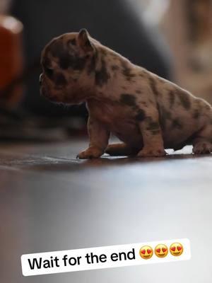 She’s gonna be so tiny and compact 💯💯💪🏽😤😤. This litter went hard 💯👏🏽 #APK #alphaplugkennels🔌 #frenchie #frenchbulldog #frenchiesoftiktok #frenchies #frenchbulldogpuppy #frenchbulldogsoftiktok #fyp #fypシ #fypage #foryou #foryoupageofficiall #foryoupage 