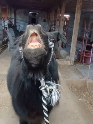 😘💋😁 #lips #smile #minihorse #miniaturehorse #horsesmiling #lipssoluscious 