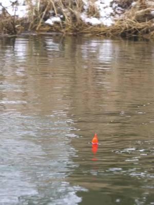 Winter rodeo 🐎 Go peep the newest YouTube Vid! #bobberdown #steelhead #floatfishing #wintersteelhead #floatdrop #fyp 