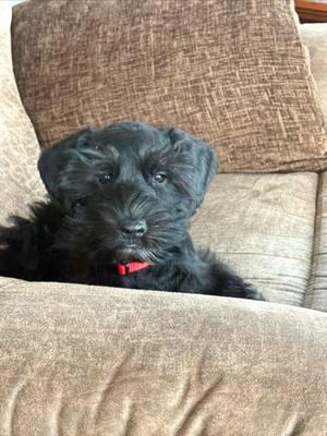 First visit with Pippa Belle’s vet today. All is GOOD! 😊 🐶🩺❤️ #minischnauzer #fyp #foryourpage #lakedog #lakelife #schnauzerpuppy #schnauzer #puppytraining #vetday 