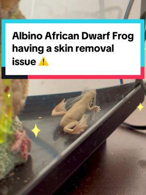 #adf #frog #albino #africandwarffrog 