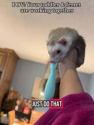 They’re definitely in cahoots - [ ]  #tuna#tunahaul#ferret#ferretsoftiktok#ferrettok#pets#fyp#foryou#foryoupage#animaltok#dogtok#cattok#babytok#toddler#momtok#momlife#dogsoftiktok#funnyanimals#funnypets#animalvoiceovers#voiceover#southerngirl#PetsOfTikTok#zoo#Home#house#clothes#wildlife#wildliferehab#georgia#southgeorgia #baby#toddler#momhack 