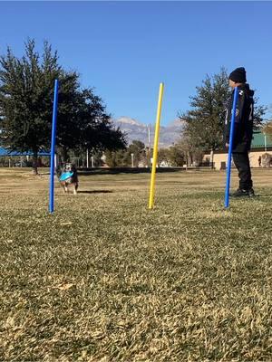 Some alone time with frisbee boy Bowie #dogsoftiktok #lasvegasdogtrainer #exerciseyourdog #havefunwithyourdog #dogagility #frisbeedog 