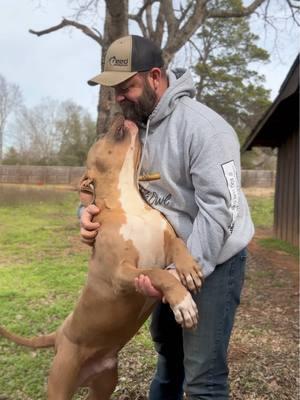 The bond between a man and his dog 💯🥰 (Reacher at 7 months old) #wheelerbullies #dogtok #fyp #americanbully #bond #loveyou 