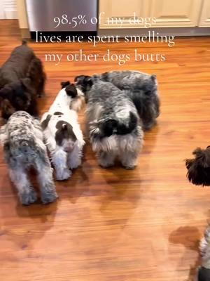 dogs! #dogsoftiktok #dogs #schnauzermini #doglovers #minischnauzersoftiktok #schnauzer #dogfunny #cutedog #dogmom 