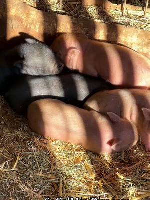 1 week old #Piglets 🥰 SoCalMiniPigs.com  #pigsoftiktok #babe #pigtok #piggy #cute #cutepig #funnyvideo #funnypig #baby #babyanimals #piglet #minipig #pigs #little #pig #pigsaspets