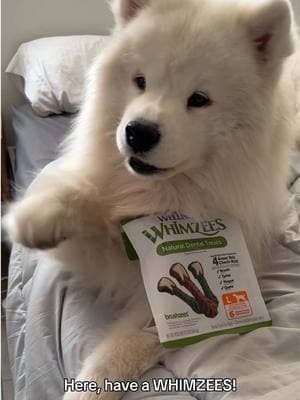 #ad Didn’t pass the sniff test? Try Wellness WHIMZEES Brushzees dental chews👌🏼  They'll help keep your pup's teeth clean & breath fresh. You can find Wellness WHIMZEES Brushzees online @Chewy or with the Iink on my page!  #WellnessWHIMZEES @Wellness Pet Food #dog #snifftest 