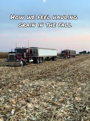 Bring back harvest 🥲 #harvest24 #thatillinoisfarmer #kenworth #w9 #w900 #fyp #foryou #foryoupage #fendt #caseih #wilsontrailers #illinois 