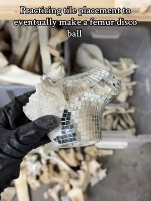 ✨ #animalbones #vultureculture #odditiesandcuriosities #curiocollection #bones #cowsoftiktok #discoball 