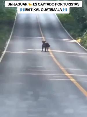 Un jaguar es captado por turistas cruzando la carretera en el Parque Nacional De Tikal, Petén, Guatemala. #guatemala #tikal #tikalguatemala #peten #petenguatemala #jaguar #noticias #noticiasguatemala 