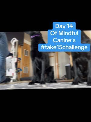 #sarka #duska #training #dogs #mindfulcanine #take15challenge #spendtimewithyourdog #buckelwurmergsd 