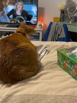 Is he… squawking now?! #catsoftiktok #tiktokpets #sillycat #gingercat #cutecat #fatcat #chonkycat #cattok #chattycat #catswhoyell 