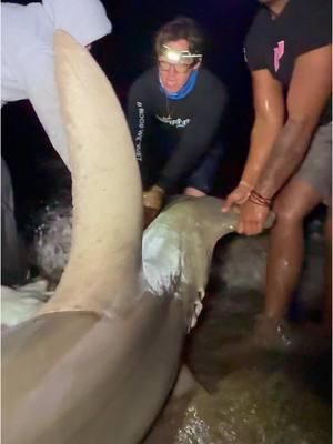 Hammerhead Shark Caught & Released Off The BEACH?!?  #thefishermeng #fishing #shark #sharkfishing #beachlife #sunrise #lbsf #landbasedsharkfishing #blacktip #blacktipshark #hammerhead #floridafishing #bigshark #sharkattack #beachsharkfishing #floridasharkfishing #floridasharks #bullshark #hammerheadshark #westpalmbeach #swellpro #swellprodrone #sportfishing #landbasedsharkfishing #beach #massiveshark #USA #american #blacktip #florida #sharkattack #penn 