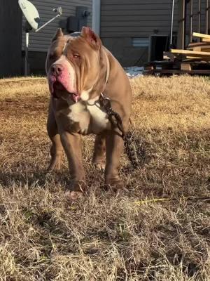 Bone Crusher on this beautiful Tuesday evening 🌅🌆😤😤😤🖤🖤🖤🖤🖤 #americanbully #americanbullies #xlbully #xlpitbull #pitbull #dogbreeder #bully #bullybreed #bullylife #awareness #fyp #foryou #trending #youtube #youtuber #Love #viral #tennessee #explore #bullybreeder #clarksvilletn #xlbullybreeder #xxlbully #xxl #dog #pets #explorepage #americanbulldog #xlpitbullterrier #BoneCrusher #Aaliyah #dogcompanions #doglove #dogowner #pitbullowner #pitbulllovers #dogsofyoutube #DogTraining #dogbreeds #bigdogs #pitbullnation #doglife #strongdog #pitbullterrier #dogvideo #petowners #caninefriends #dogcommunity 