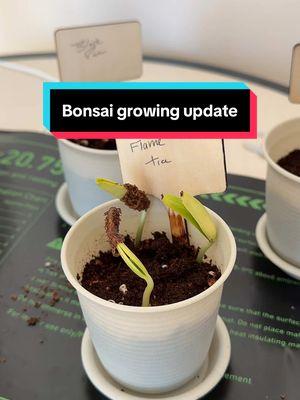 Replying to @Whosdisguy #growingplants #seedgermination #bonsai #tree 