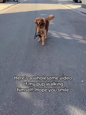 Hi I’m brewer and I know how to walk myself 😃 #puppytiktok #naughtydog #dogsoftiktok #goldenretrieverlife #wholesometiktok #goldenretrieversoftiktok #dogmom #goldenretriever #funnyvideo #goldenretrieverpuppy #petbrands #doginfluencer #cutedogvideos 