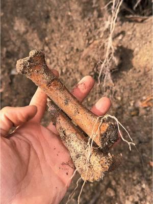 #archeology #history #treasurefinds #treasurehunt ##treasurehunting #treasure #digging #wwii #ww2history #worldwar2 #expedition #military #usmilitary #unitedstates 